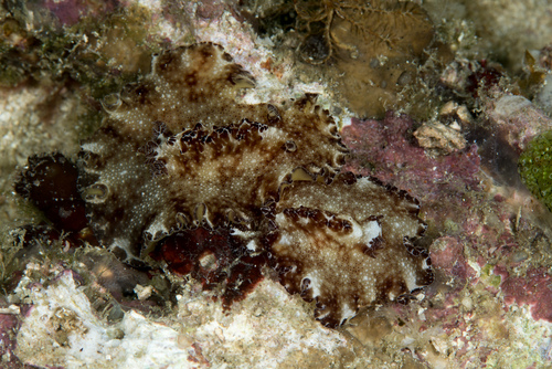 Discodoris boholiensis