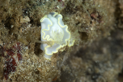 Glossodoris buko