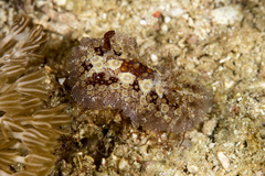 Carminodoris estrelyado