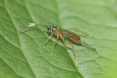 Mesostenus thoracicus