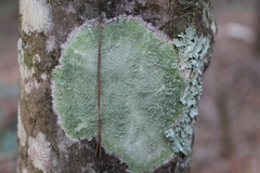 Pertusaria subpertusa