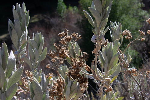 iNaturalist observation photo of Woolly Yerba Santa