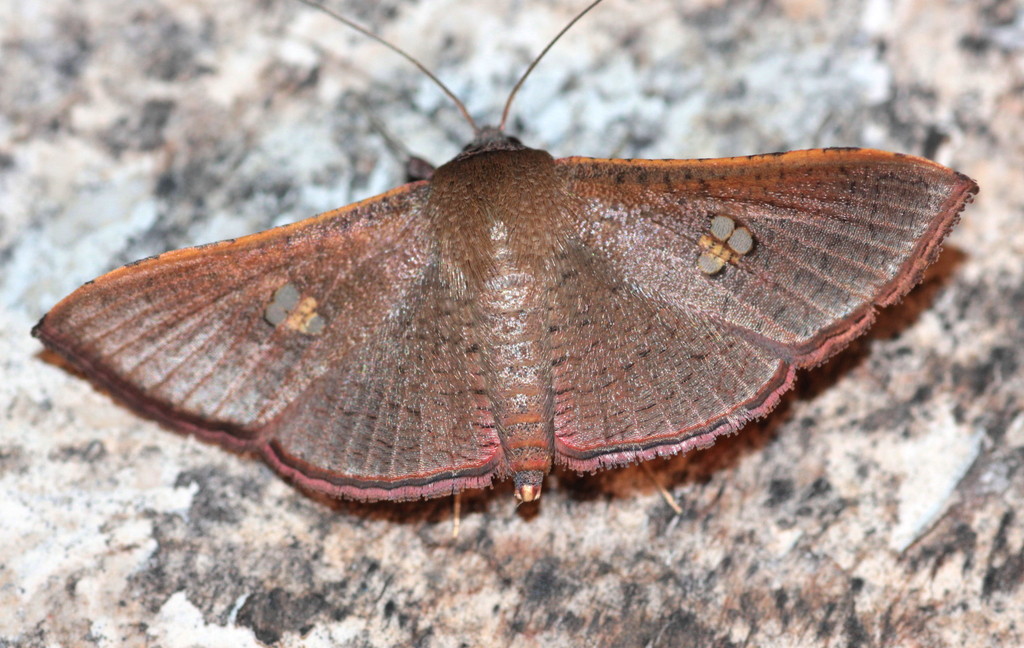 Sapodilla Borer Moth