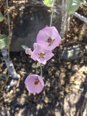 Malacothamnus fasciculatus nuttallii