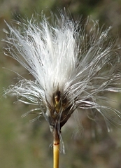 Eriophorum callitrix