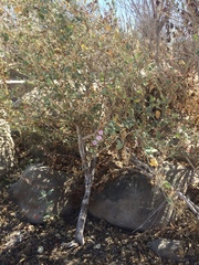 Malacothamnus fasciculatus nuttallii