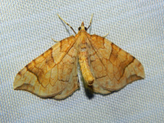Eulithis propulsata
