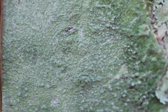 Pertusaria subpertusa