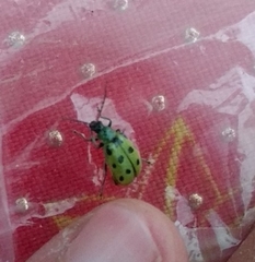 Diabrotica undecimpunctata