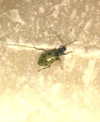 Diabrotica undecimpunctata