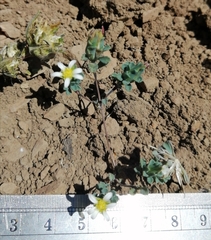 Chaetanthera euphrasioides