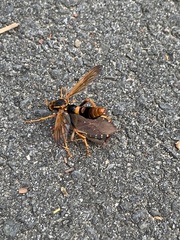 Neosaropogon