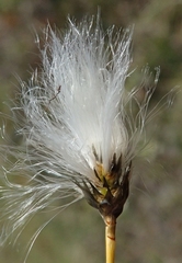 Eriophorum callitrix