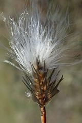 Eriophorum callitrix