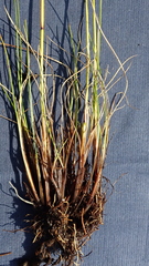 Eriophorum callitrix