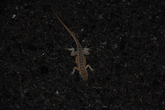 Uta stansburiana stansburiana