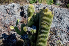 Cephalocereus polylophus