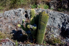 Cephalocereus polylophus
