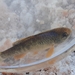 White Sands Pupfish - Photo (c) Connor Keeney, some rights reserved (CC BY-NC), uploaded by Connor Keeney