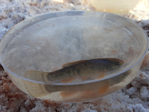 White Sands Pupfish