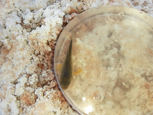White Sands Pupfish