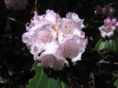Rhododendron campanulatum