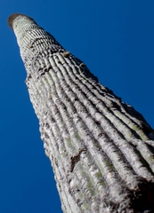 Cephalocereus polylophus