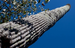 Cephalocereus polylophus
