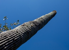 Cephalocereus polylophus