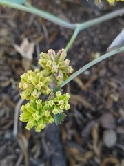 Azorelloideae