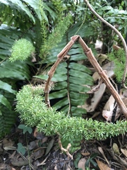 Asparagus densiflorus