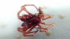 Dysdera crocata