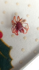 Dysdera crocata