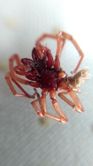 Dysdera crocata