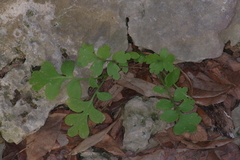 Nemophila phacelioides