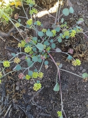 Azorelloideae