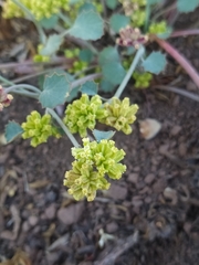 Azorelloideae