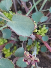 Azorelloideae