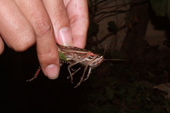 Schistocerca piceifrons