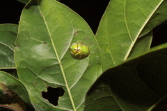 Eurypepla brevilineata