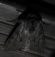 Fishia yosemitae