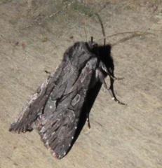 Fishia yosemitae