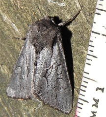 Fishia yosemitae
