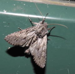 Fishia yosemitae