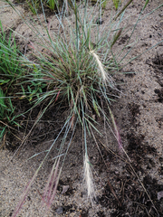 Elymus multisetus