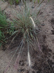 Elymus multisetus
