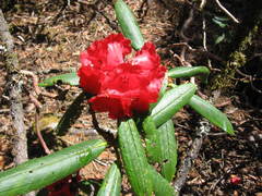 Rhododendron barbatum