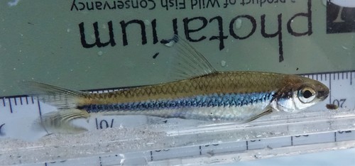 Ironcolor shiner (Notropis chalybaeus) — Cyprinidae — 5
