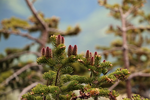 Abies balsamea iNaturalist observation