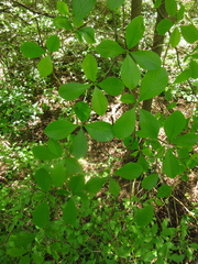 Calycophyllum multiflorum